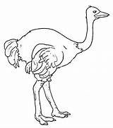 Avestruz Struzzo Ostrich Kolorowanki Emu Imagui Avestruces Dzieci Kiwi Strusie Colora Struś Animali sketch template