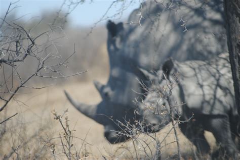 khama rhino sanctuary botswana tiere nashorn