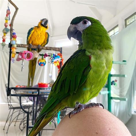 macaw mini macaws hans macaws  adoption birds  sale price