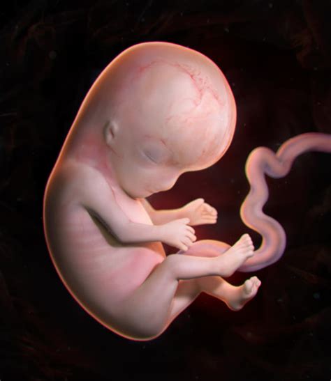 human embryo insights  imaging
