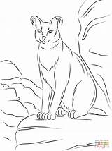 Coloring Pages Caracal Cute Andean Wildcat Line Printable Mountain Library Clipart Popular Caracals sketch template
