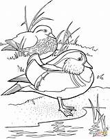 Coloring Mandarin Duck Wood Ducks Pages Duke Drawings Designlooter Click 1021 85kb sketch template