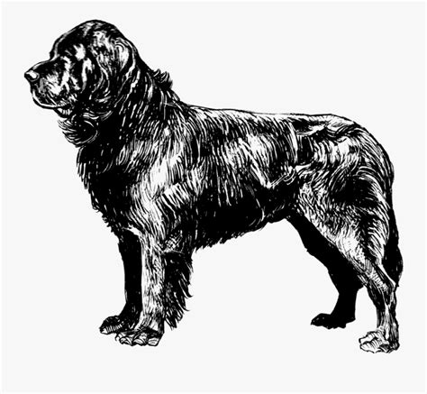 newfoundland dog coloring page  transparent clipart clipartkey