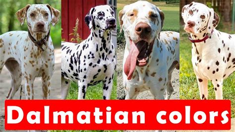 types  dalmatian colors   popular today dalmation
