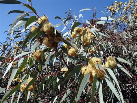 pazzapazza eucalyptus trees friends  australia