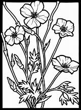 Coloring Poppy Glass Stained Pages Printable Flower Choose Board Flowers Drawing sketch template
