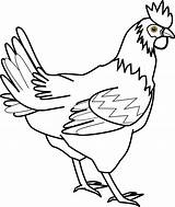 Chicken Drawing Line Getdrawings Clipart sketch template