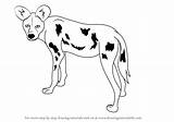 Draw Wild Dog African Drawing Step Animals Drawings Tutorials Drawingtutorials101 Links Fun Learn Paintingvalley sketch template