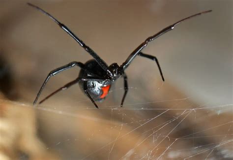 unexpectedly shocking facts  black widow spiders