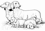 Coloring Dog Pages Realistic Puppy Printable Sausage Animals Print Dachshund Dogs Colouring Family Colour Color Puppies Drawing Weiner Big Size sketch template