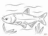 Carp Coloring Pages Bighead Koi Para Carpa Fish Colorear Dibujo Printable Drawing Dibujos Drawings Color Cabezona Fishing 58kb 1199 sketch template