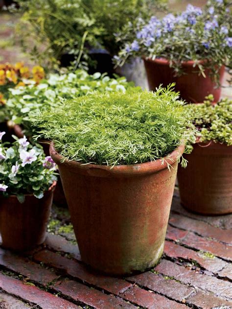 grow dill growing vegetables   grow dill container herb