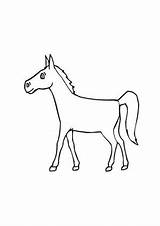 Fohlen Pferde Junges Ausmalbild Malvorlagen Ausdrucken Stute sketch template