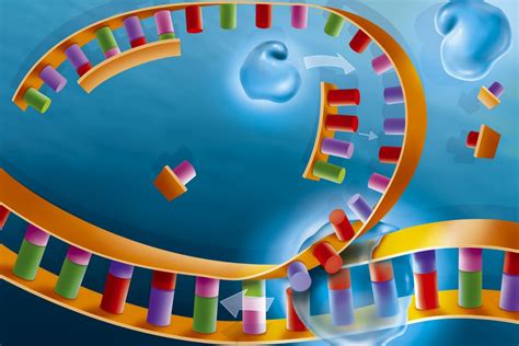 Dna Replication Steps And Process
