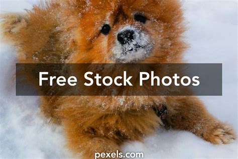 great fuzzy  pexels  stock