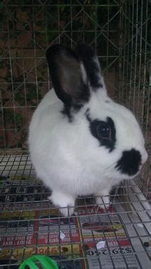 adopt mes bunny profile  bunspacecom