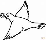 Pigeon Coloring Outline Pages Printable Pidgeons Rock Doves Clipart Clip Find Portugal 89kb 1200 sketch template