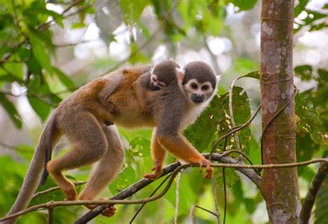 world monkeys facts information habitat
