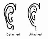 Attached Earlobes Detached Genetics Human Pedigree Dominant Traits Inheritance Lobes Simple Science Earlobe Unattached Ear Analysis Recessive Attachment Projects Trait sketch template