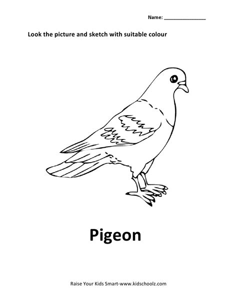 images  bird worksheets  kindergarten kid bird worksheet