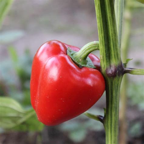 pimento  sweet pepper garden seeds   packet  seeds  gmo heirloom heart