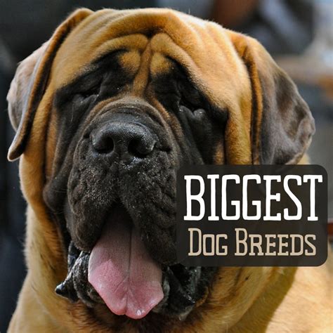 top  largest dog breeds   world  mysterious world