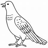 Burung Mewarnai Merpati Sketsa Terbang Dara Lukisan Paud Kakak Untuk Hantu Merak Marimewarnai Pelajarindo Indah Catatanku sketch template