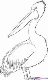 Pelican Birds Pelikan Dragoart Sketches Australian Strichzeichnungen Sealife Guide Pelicans Aboriginal Searchpp Tattoodaze sketch template