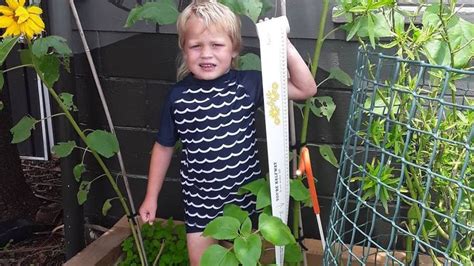 Whanganui Kindergarten Grows Tallest Sunflower In The Region Nz