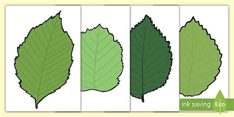 leaf templates teaching resources teacher  twinkl