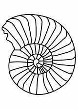 Ammonite Coloring Ausmalen Mollusc Ausmalbilder Zum Pages Muscheln Bilder Printable Zeichnung Malen Designlooter Ausmalbild Ammonit Malvorlage Dinosaurier Fisch 63kb 750px sketch template