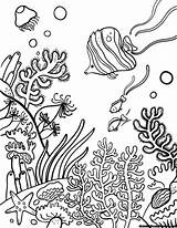 Reef Corail Barrier Coloriage Biopedia Arrecife Corales Dibujar Arrecifes Terrestres Biomas Habitats Acuaticos Mandala Marinas Algas Fische Coloriages Reefs Ausmalbilder sketch template