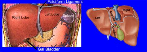 liverspleen imaging part