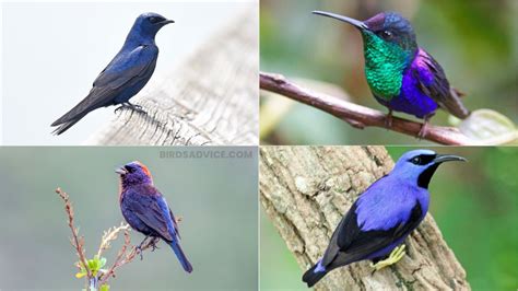 birds  purple feathers birds advice