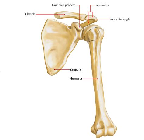 anatomy  scapula bone