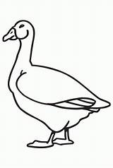 Goose Coloring Pages Printable Animal Kids Baby Clipart Color Print Comments Pdf Coloringhome Library Popular sketch template