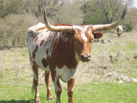texas longhorn picslearning