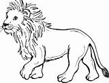 Lionceau Singa Cub Mewarnai Hutan Raja Sketsa Binatang Berikut Imprimé sketch template