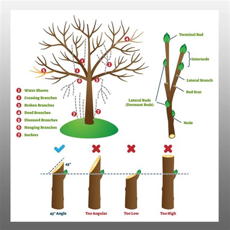 pruning tips  techniques al ardh alkhadra