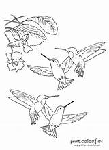 Hummingbirds Hummingbird Printcolorfun Butterflies sketch template