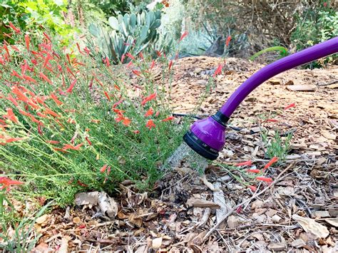 Best Practices For Watering Your Plants With A Hose And With A Drip