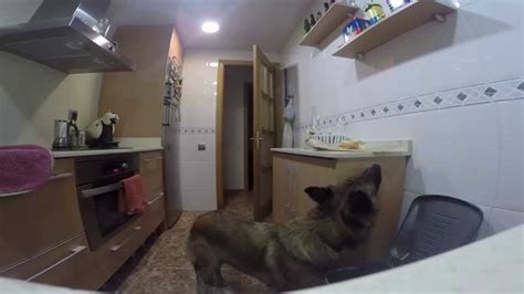 Ira Cuando Un Perro Se Queda Solo En Casa Youtube