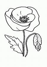 Coloring Poppy Flower Pages Popular sketch template