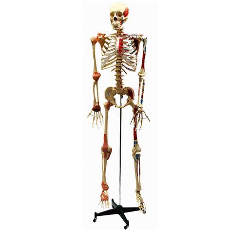 modelo anatomico humano esqueleto esqueleto de articulacoes