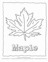 Leaf Coloring Maple Blank Template Pages Labeled Simple Library Clipart Choose Board Nature Line sketch template