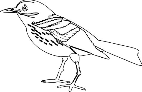bird coloring page wecoloringpagecom