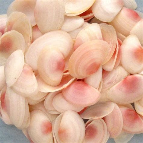 pink sea shells  bulk seashells natural  coastalglamour shell beach seashells beach