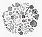 Diatom Diatoms Microscopic Plankton Kreis Algae Diatomeen Zooplankton Mikroskopie sketch template
