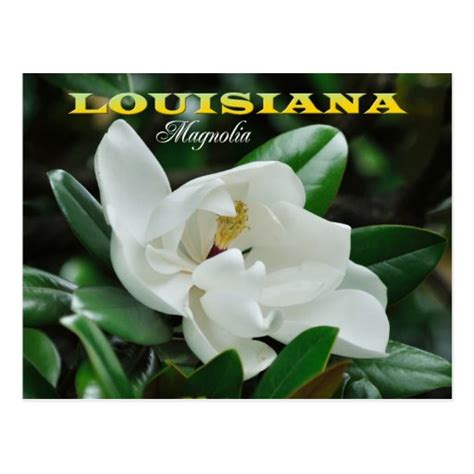 louisiana state flower magnolia postcard zazzle