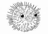 Blowfish Designlooter sketch template